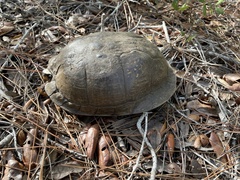 Terrapene carolina major