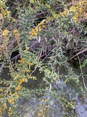 Solidago juliae