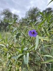 Solanum laciniatum