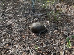 Terrapene carolina major