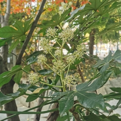 Fatsia japonica