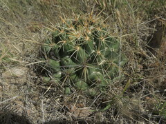 Coryphantha ottonis