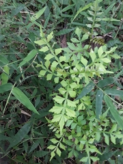 Hippobromus pauciflorus
