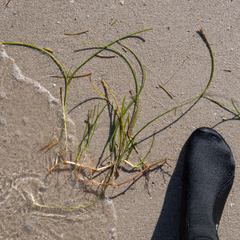 Syringodium filiforme