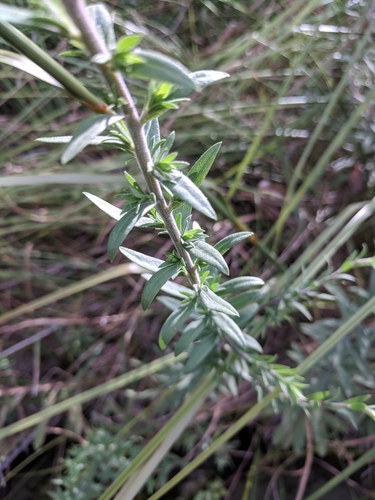 Image of Solidago juliae by (c) Alison Northup, some rights reserved (CC BY)