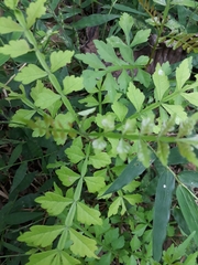 Hippobromus pauciflorus
