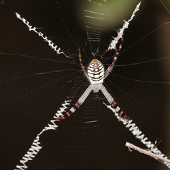 Argiope picta