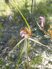 Caladenia tentaculata × venusta