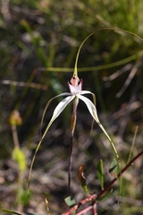 Caladenia tentaculata × venusta