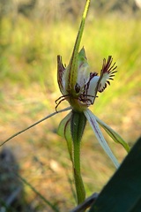 Caladenia tentaculata × venusta