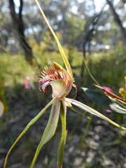 Caladenia tentaculata × venusta