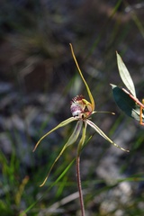 Caladenia tentaculata × venusta