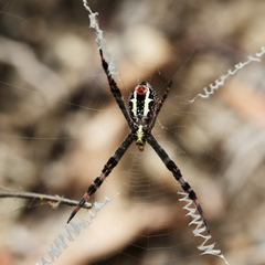 Argiope picta