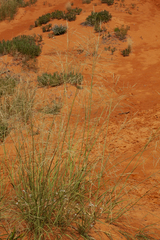 Sporobolus arenicola