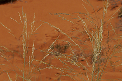 Sporobolus arenicola