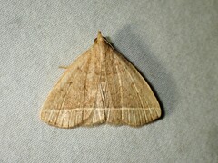 Zanclognatha marcidilinea