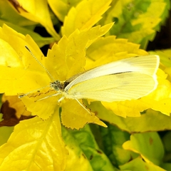 Pieris rapae rapae