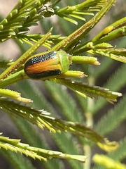 Calomela parilis