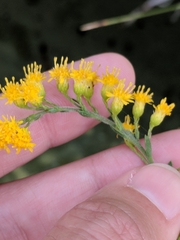 Solidago juliae