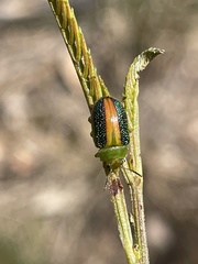 Calomela parilis