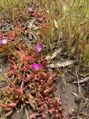 Disphyma crassifolium