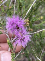 Melaleuca thymifolia