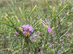 Melaleuca thymifolia