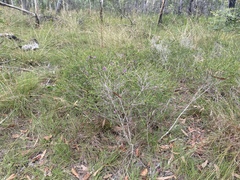 Melaleuca thymifolia