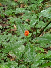 Sarcandra glabra