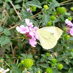 Pieris rapae rapae