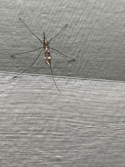 Anopheles punctipennis