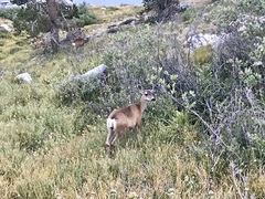 Odocoileus hemionus inyoensis