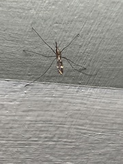 Anopheles punctipennis