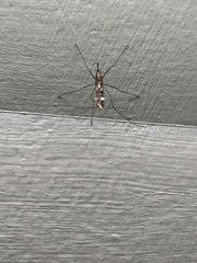 Anopheles punctipennis