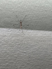 Anopheles punctipennis