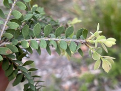 Melaleuca cheelii