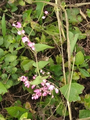 Antigonon leptopus
