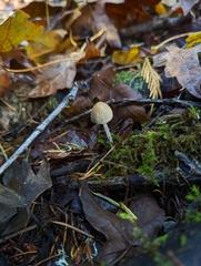 Galerina semilanceata