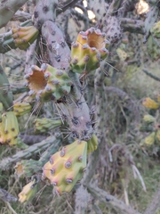 Cylindropuntia thurberi