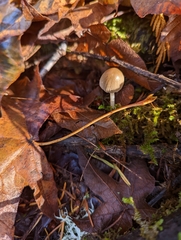 Galerina semilanceata