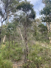 Melaleuca cheelii