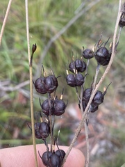 Haemodorum austroqueenslandicum