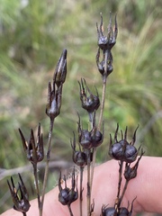 Haemodorum austroqueenslandicum