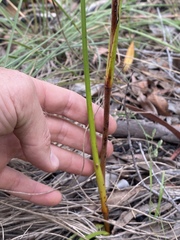 Haemodorum austroqueenslandicum