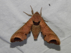Likoma apicalis