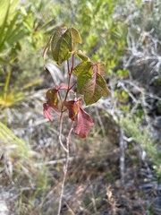 Toxicodendron pubescens