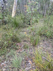 Haemodorum austroqueenslandicum