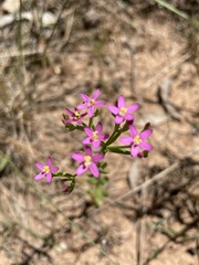 Centaurium tenuiflorum