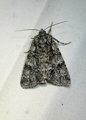 Acronicta impressa