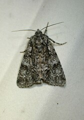 Acronicta impressa